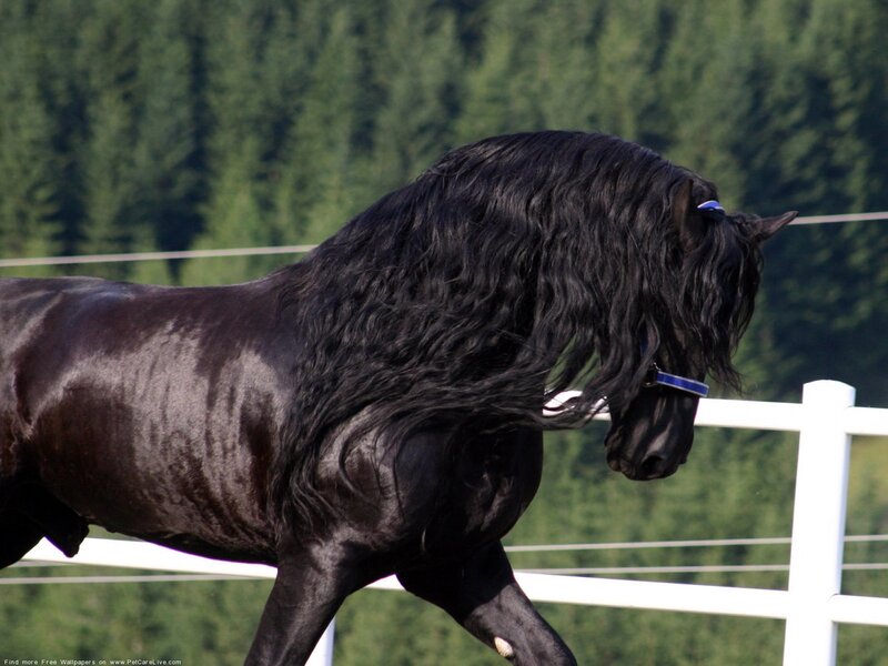 Black Flemish Stallion — Calm