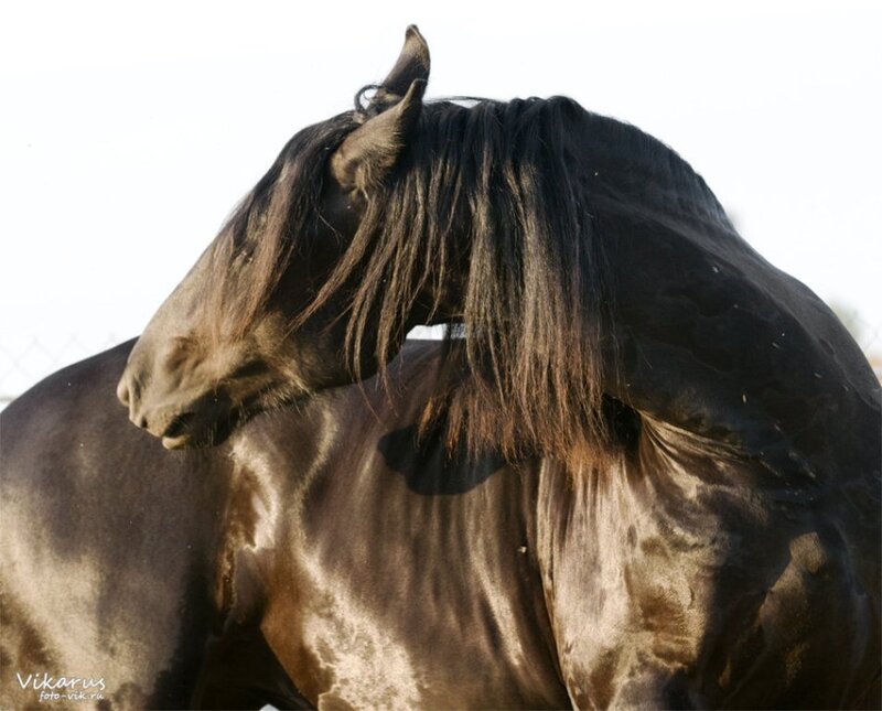 Black Flemish Stallion — Dramatic