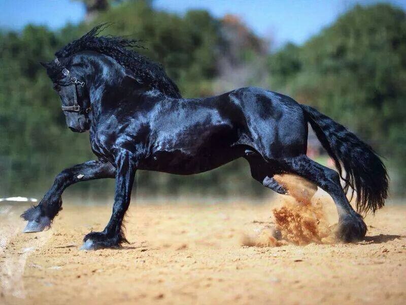 Black Flemish Stallion — Dynamic, Afternoon, Photograph