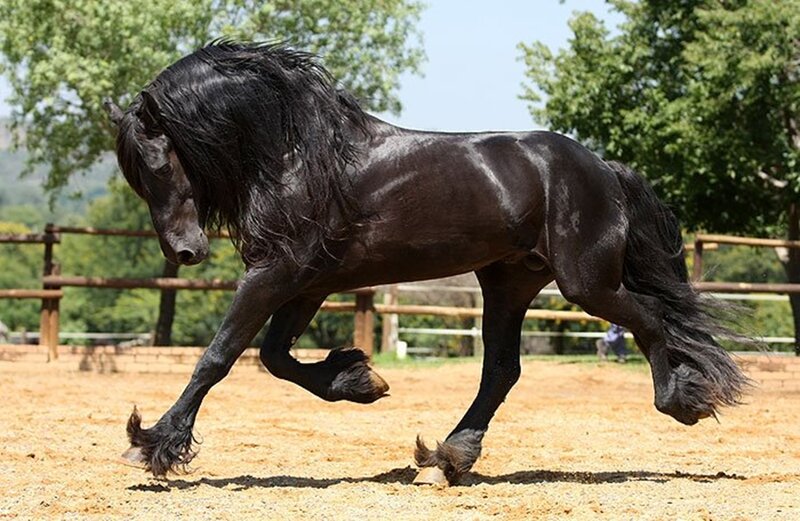 Black Flemish Stallion — Dynamic, Afternoon