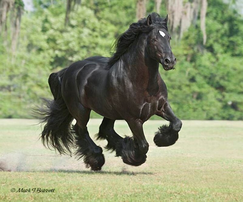 Black Flemish Stallion — Dynamic