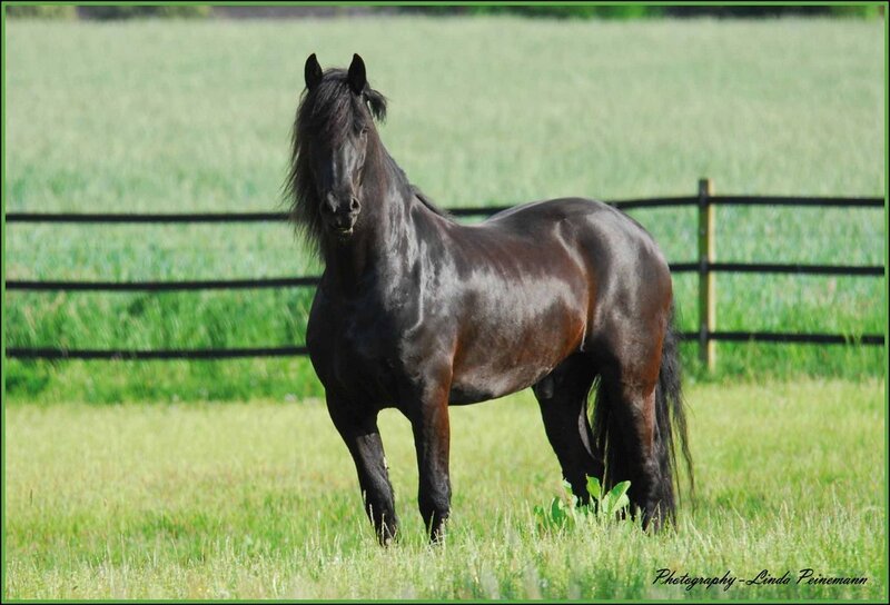 Black Flemish Stallion — Green, Calm