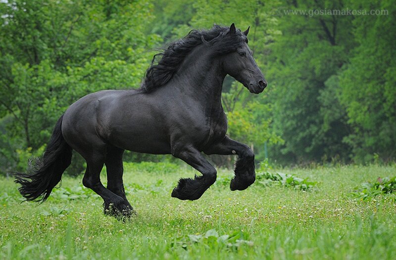 Black Flemish Stallion — Green, Dynamic