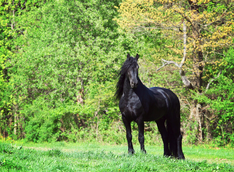 Black Flemish Stallion — Green