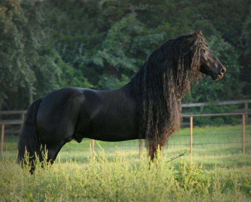 Black Flemish Stallion — Serene, Afternoon, Photograph