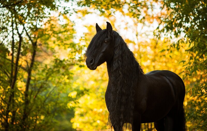 Black Flemish Stallion — Serene, Autumn
