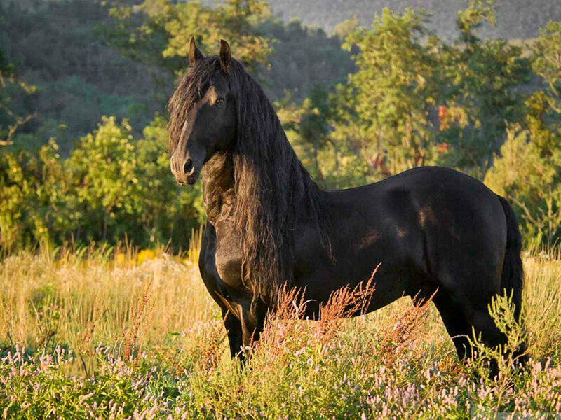 Black Flemish Stallion — Serene