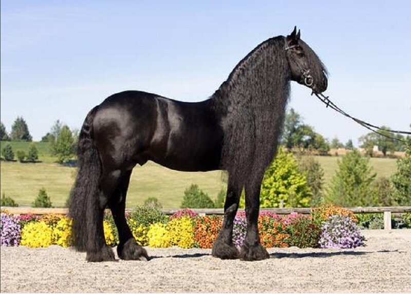 Black Flemish Stallion