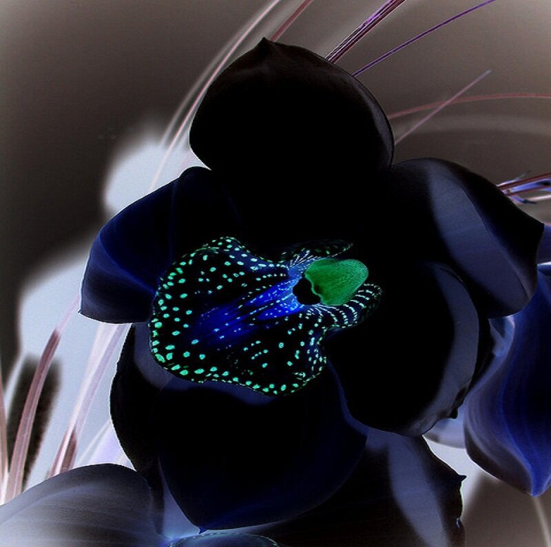 Black Flower with Glowing Center