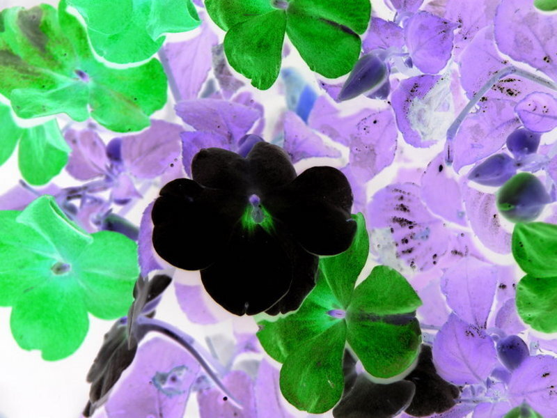 Black flower with green and purple leaves