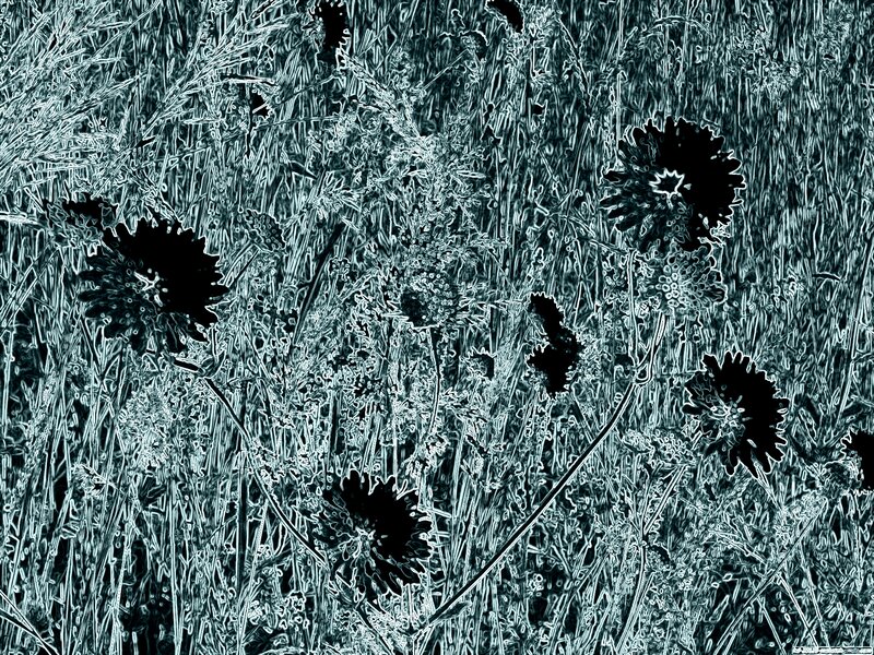 Black Flowers in Grass