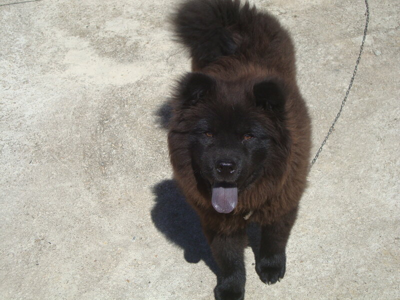 black fluffy dog on leash