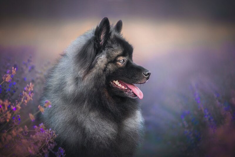 Black Fluffy Dog — Purple
