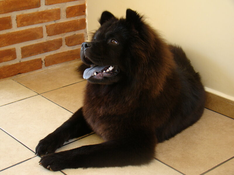 Black Fluffy Dog