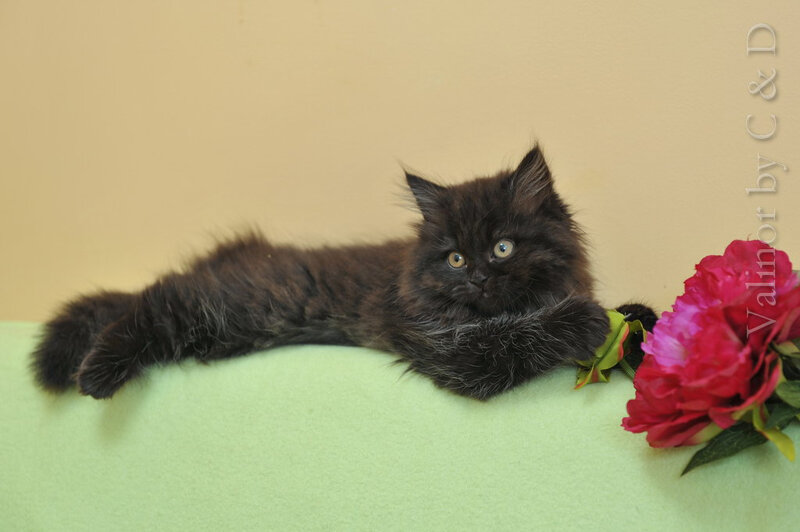 Black Fluffy Kitten — Calm