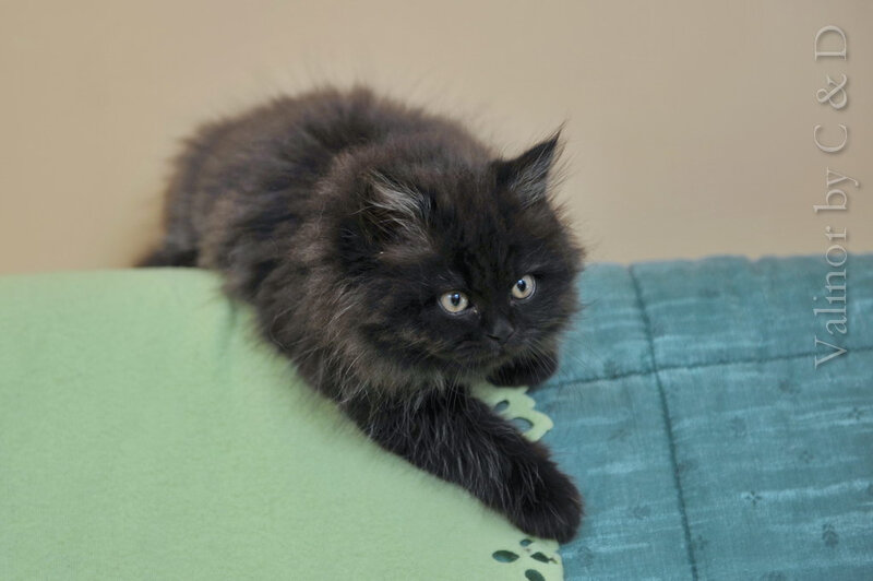 Black Fluffy Kitten — Green, Calm, Photograph