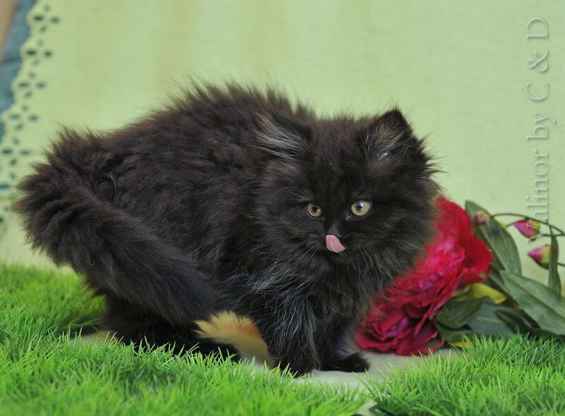 Black Fluffy Kitten — Green, Calm