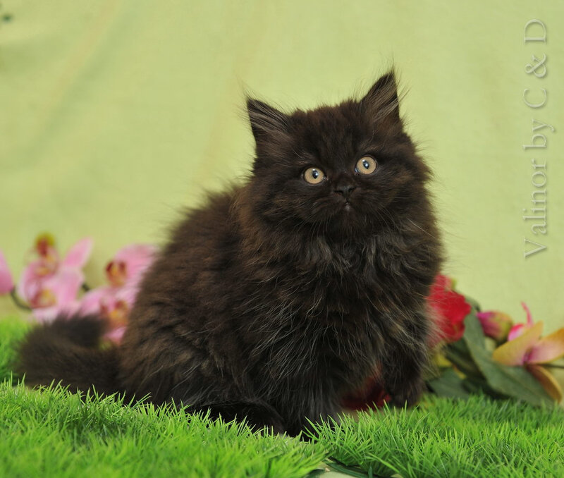 Black Fluffy Kitten — Green