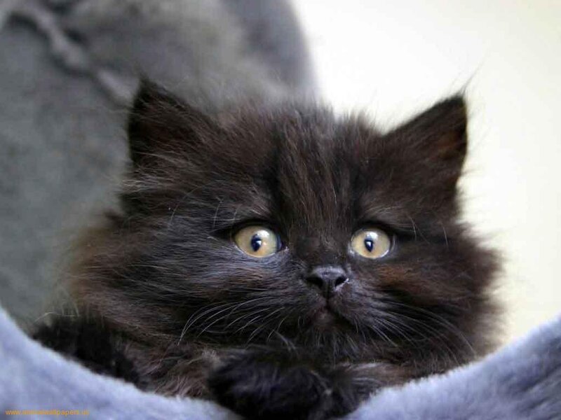 Black Fluffy Kitten