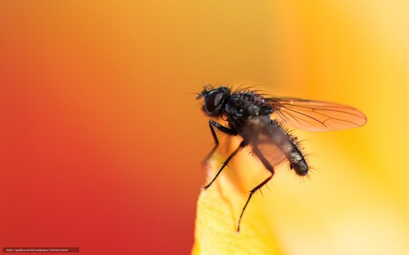 Black Fly on Flower