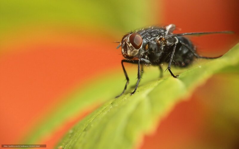 Black Fly on Leaf