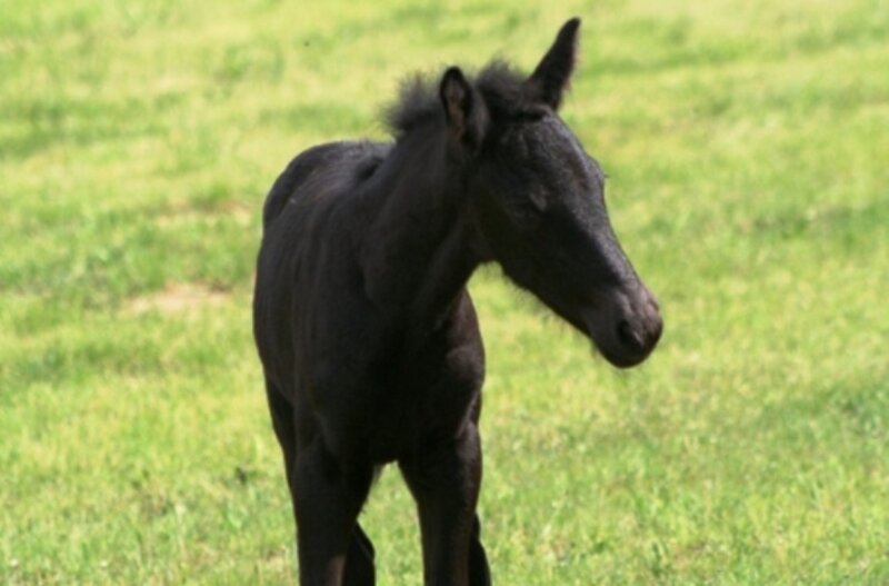 Black Foal in Field