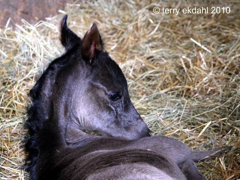 Black Foal Lying Down