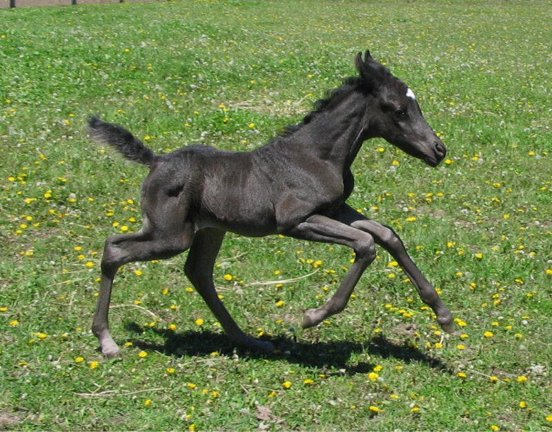 Black Foal Running