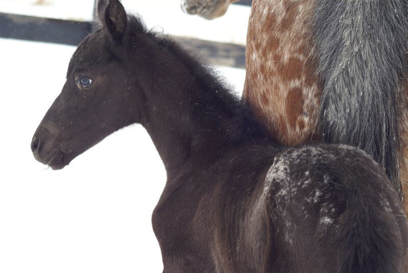 Black Foal with Blue Eyes