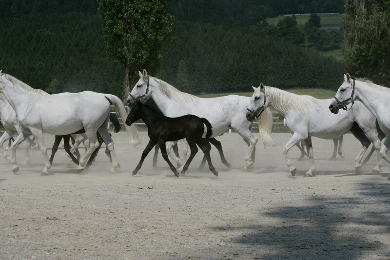 Black Foal with White Horses