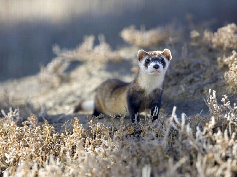 Black-footed Ferret — Brown