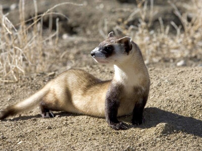 Black-footed Ferret