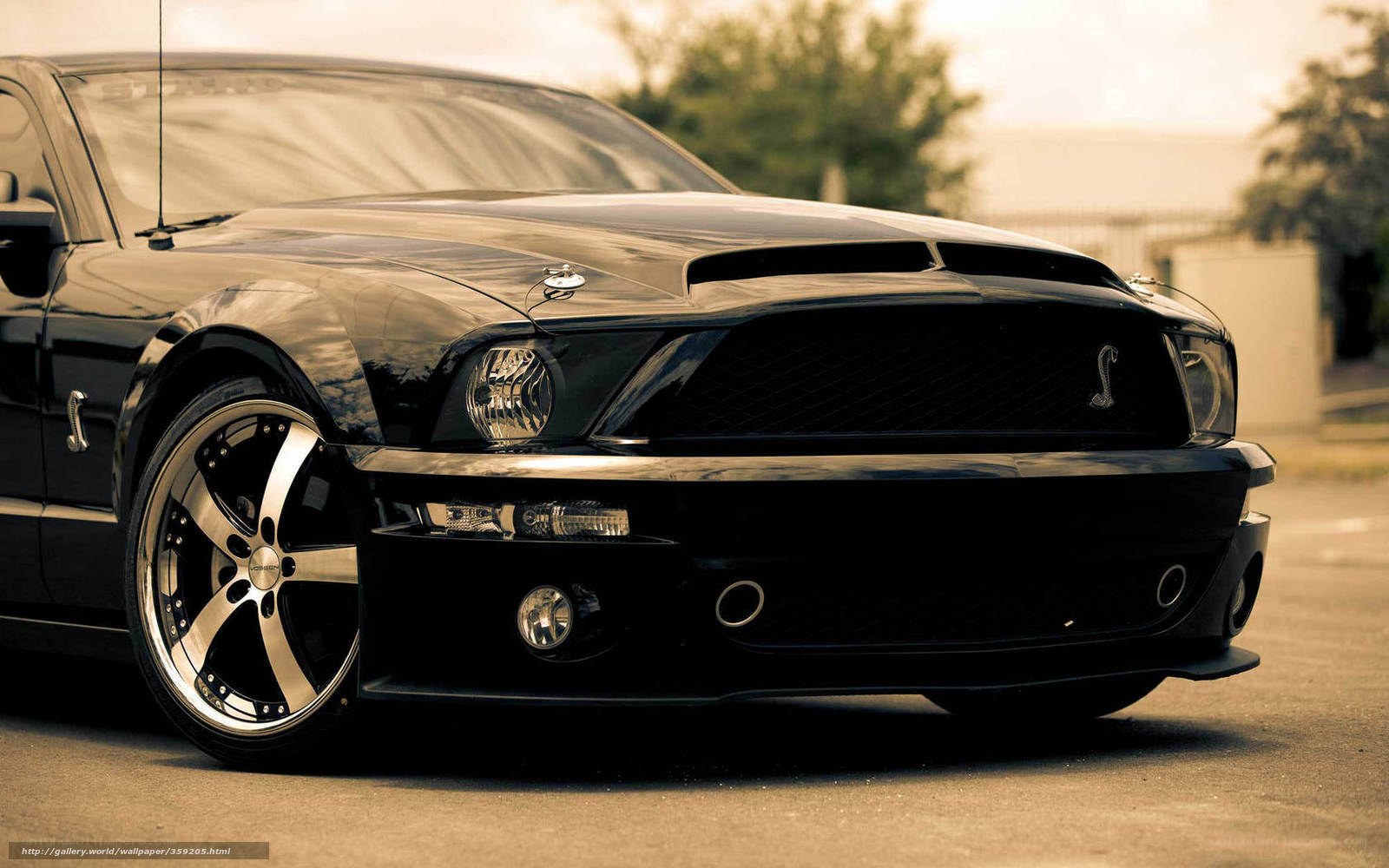 Black Ford Shelby Mustang