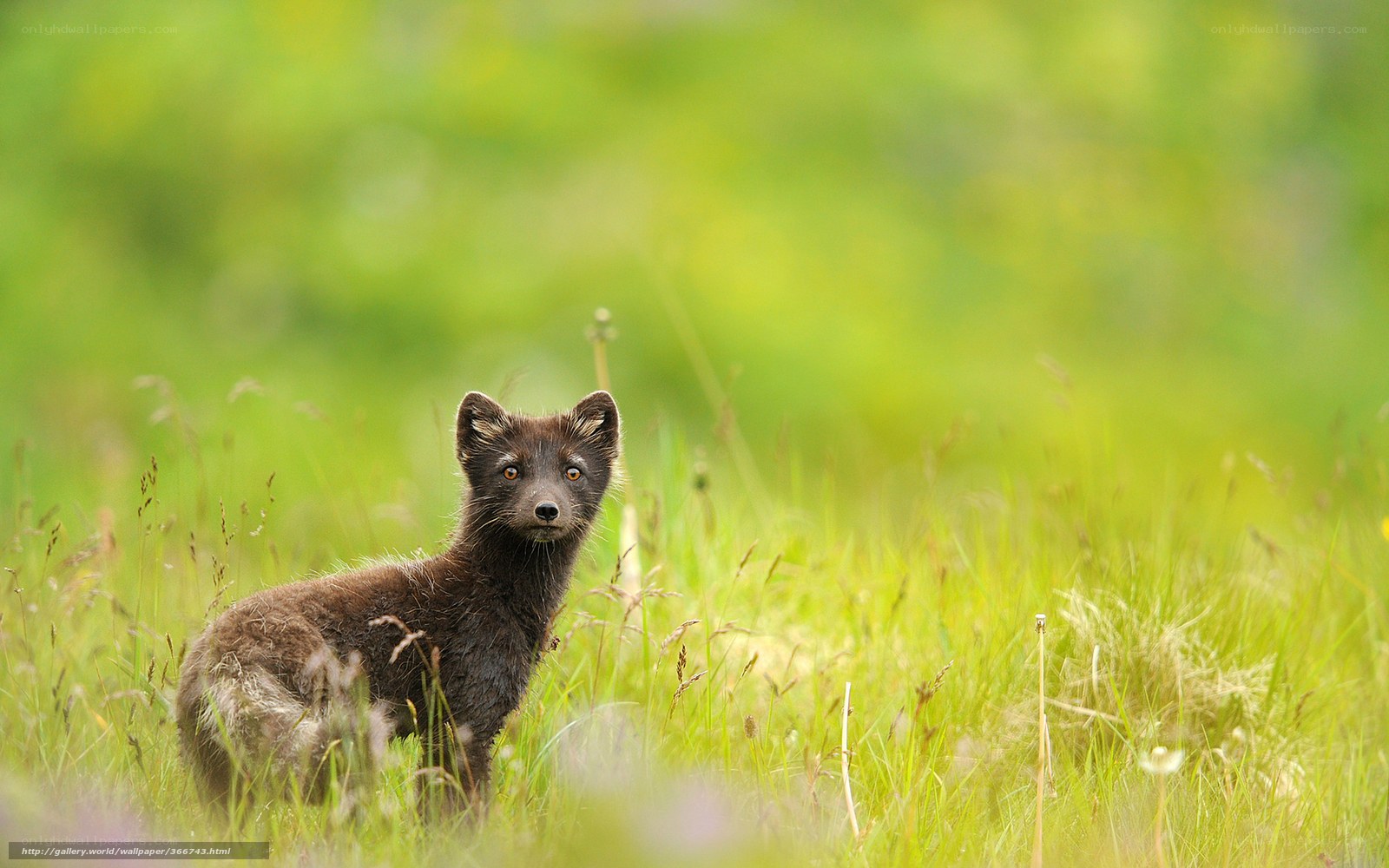 black fox cub in grass
