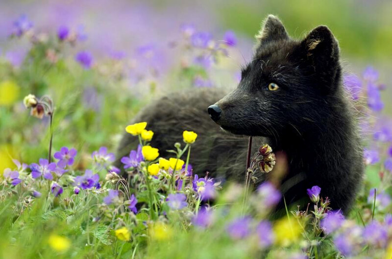 Black fox in a flower field