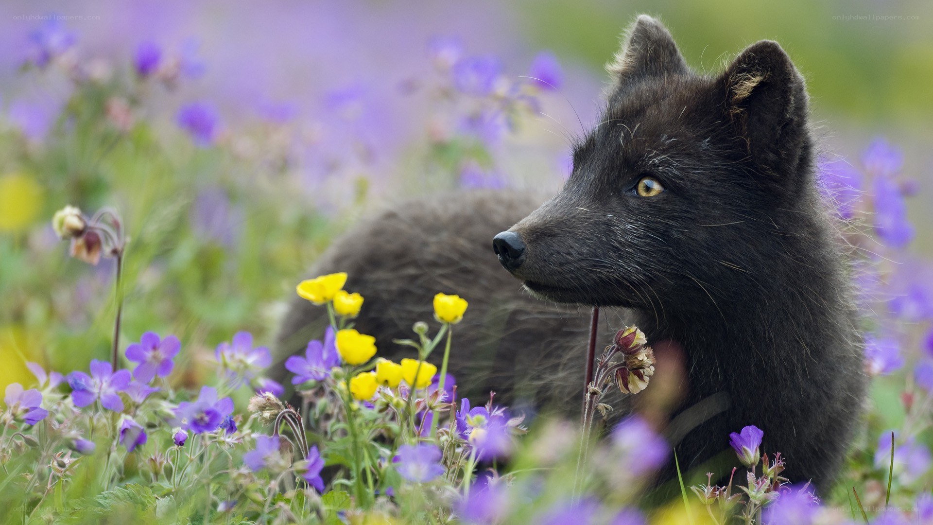 Black fox in a flower field