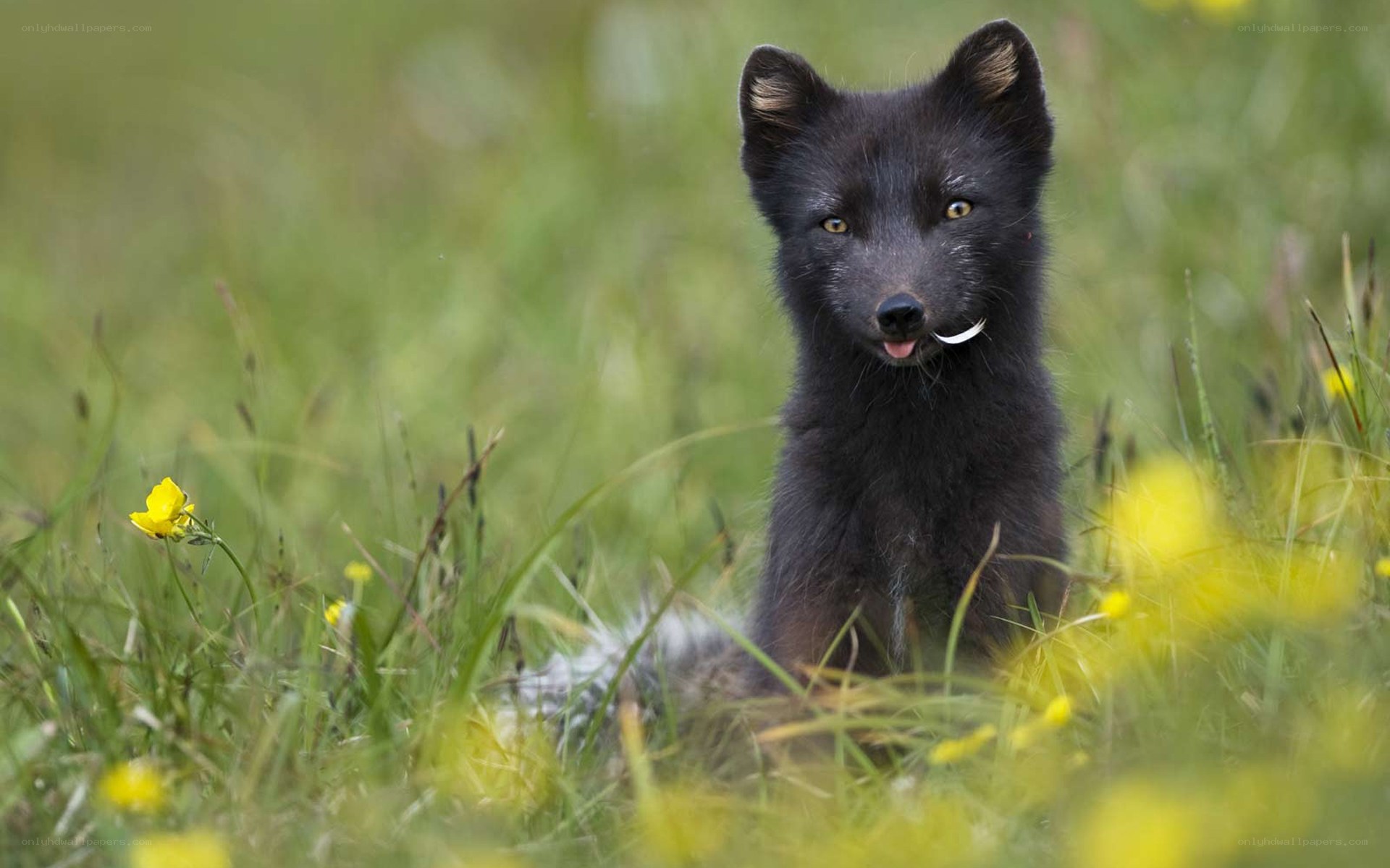 Black fox in a meadow