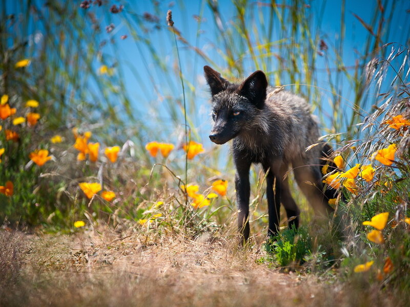 Black Fox in Field