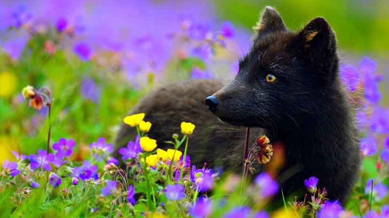 Black Fox in Flowers — Purple