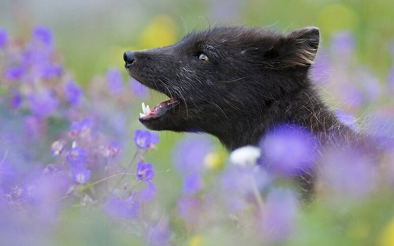 Black Fox in Flowers