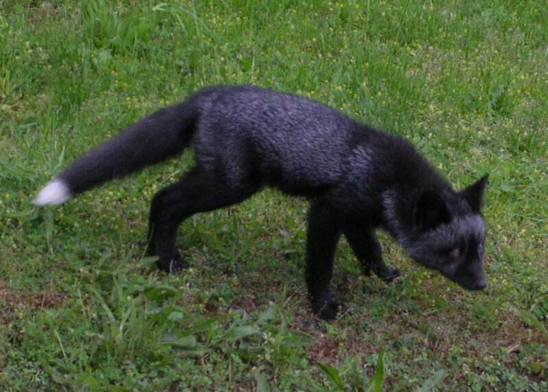 black fox in grass