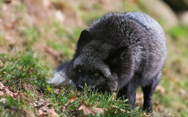 Black Fox in Grass — Alert