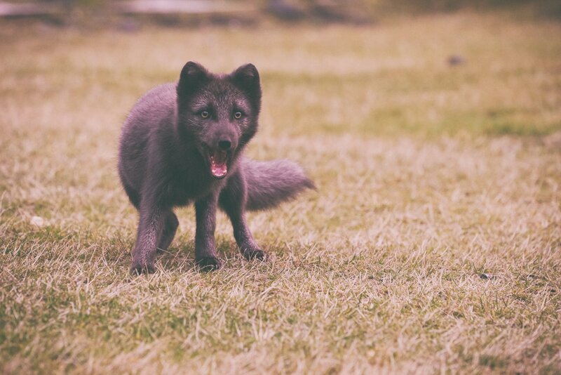 black fox in grass