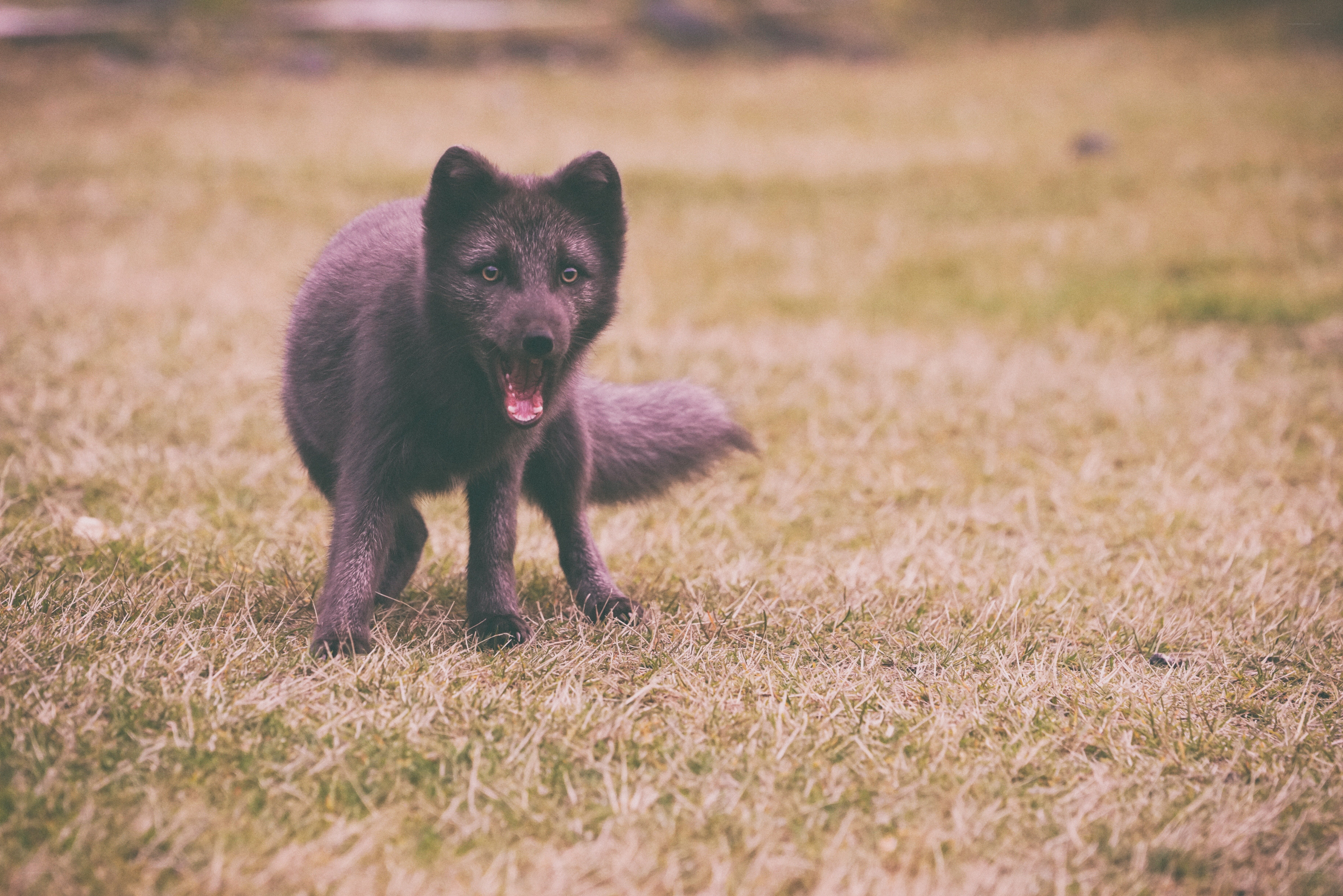 black fox in grass