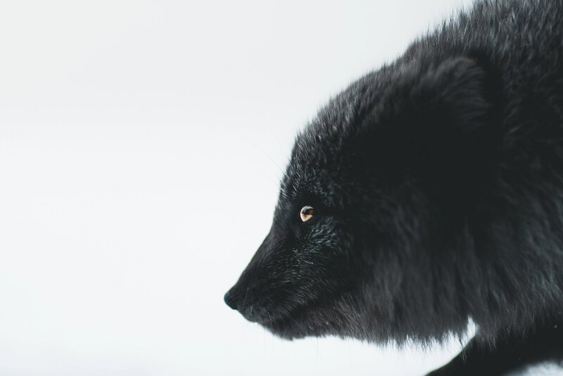 Black Fox in Profile