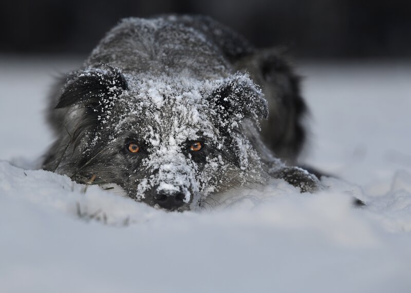 Black Fox in Snow — White