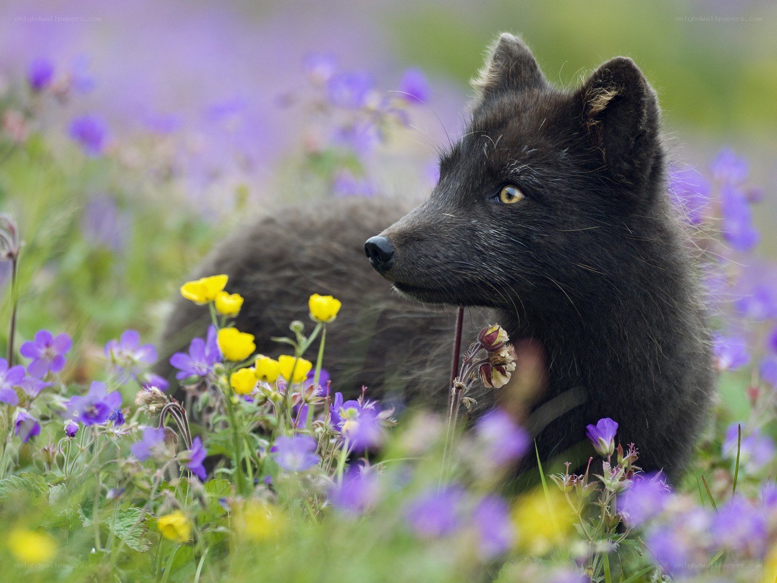 Black fox in wildflowers