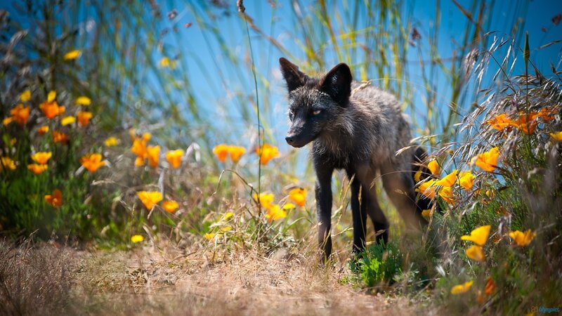 Black Fox in Wildflowers — Blue