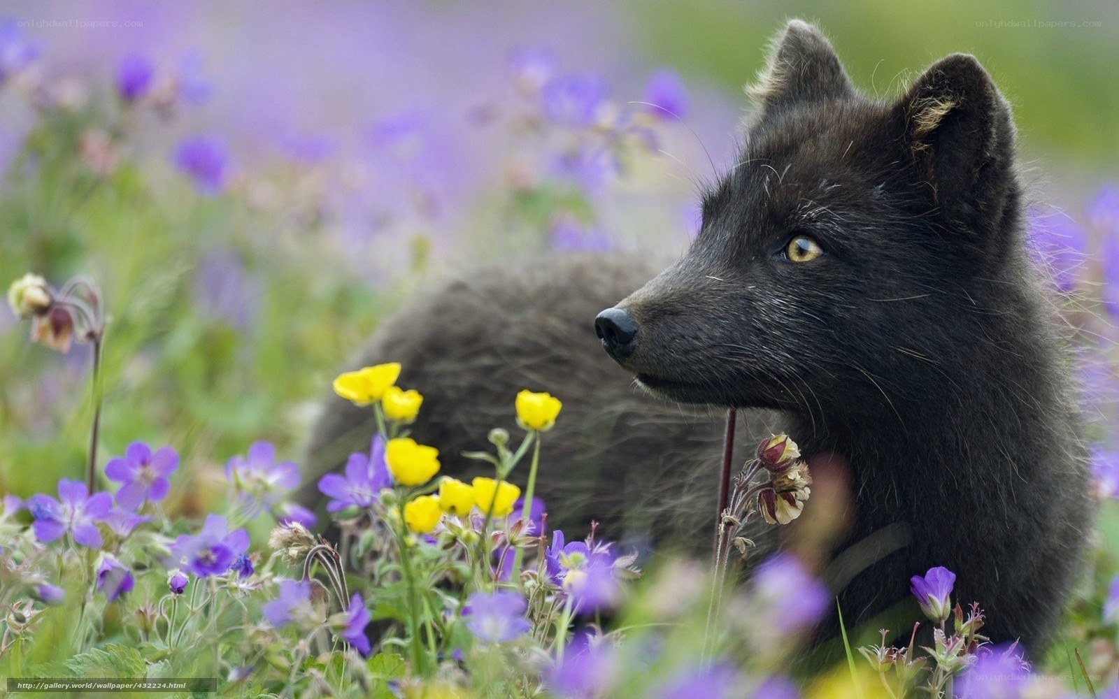 Black fox in wildflowers