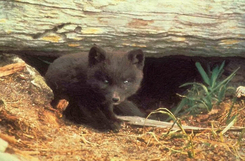 Black Fox Kit — Brown